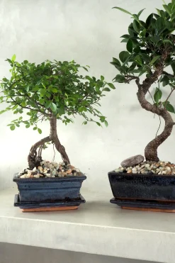 PLANT Bonsai Ficus, medium I