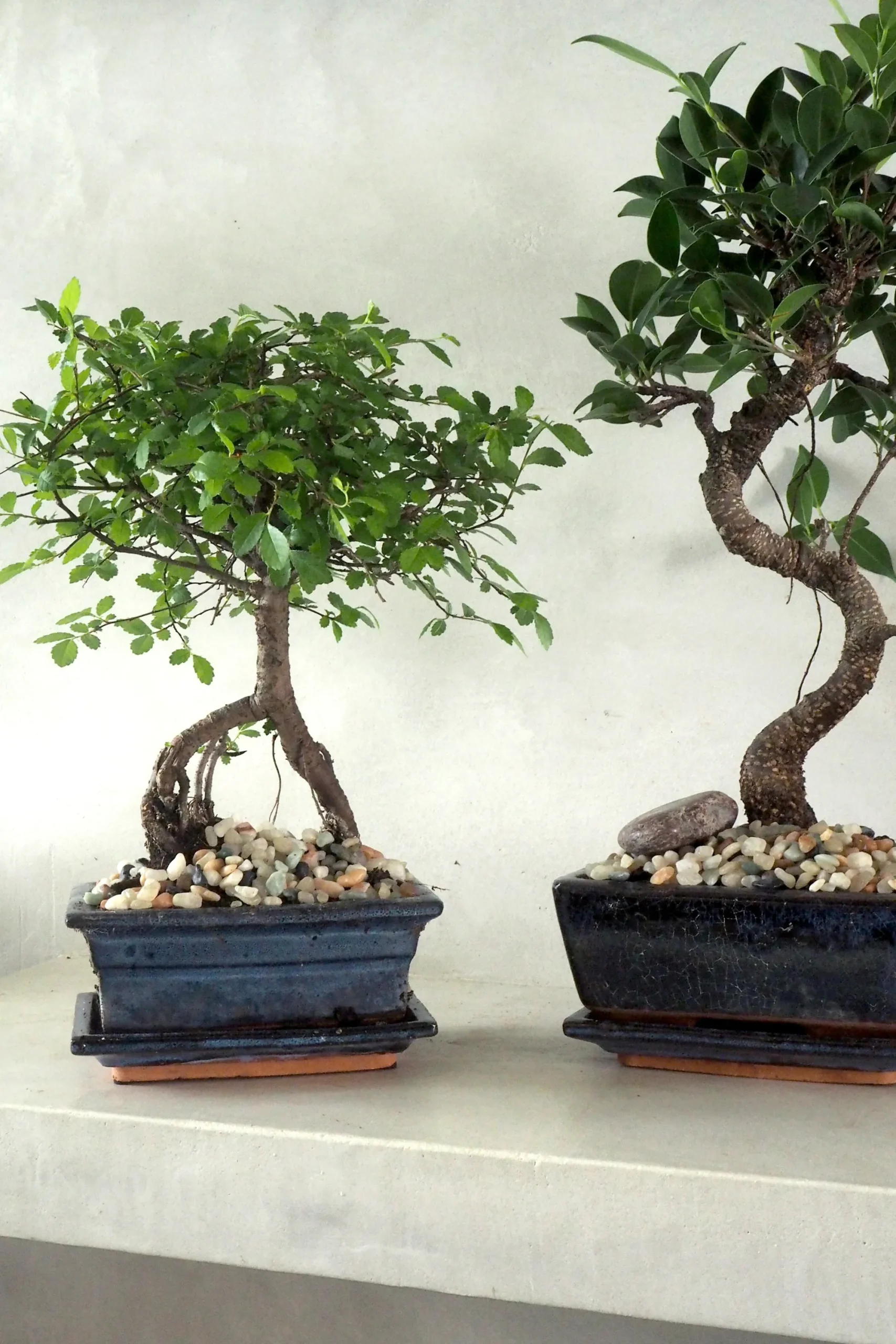 PLANT Bonsai Ficus, medium I
