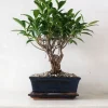 PLANT Bonsai Ficus, medium II Discount