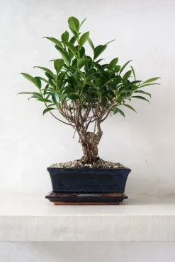 PLANT Bonsai Ficus, medium II Discount