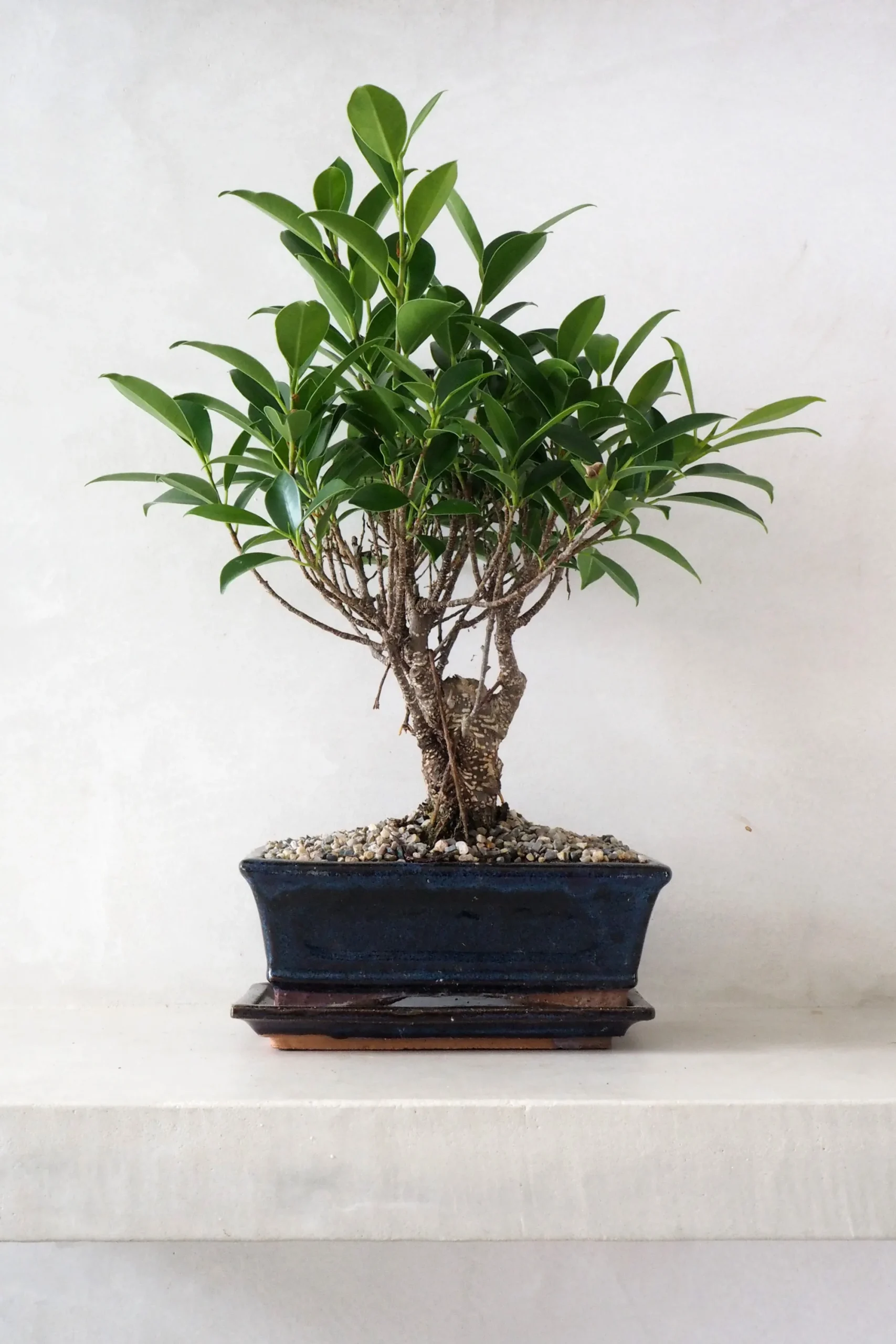 PLANT Bonsai Ficus, medium II Discount