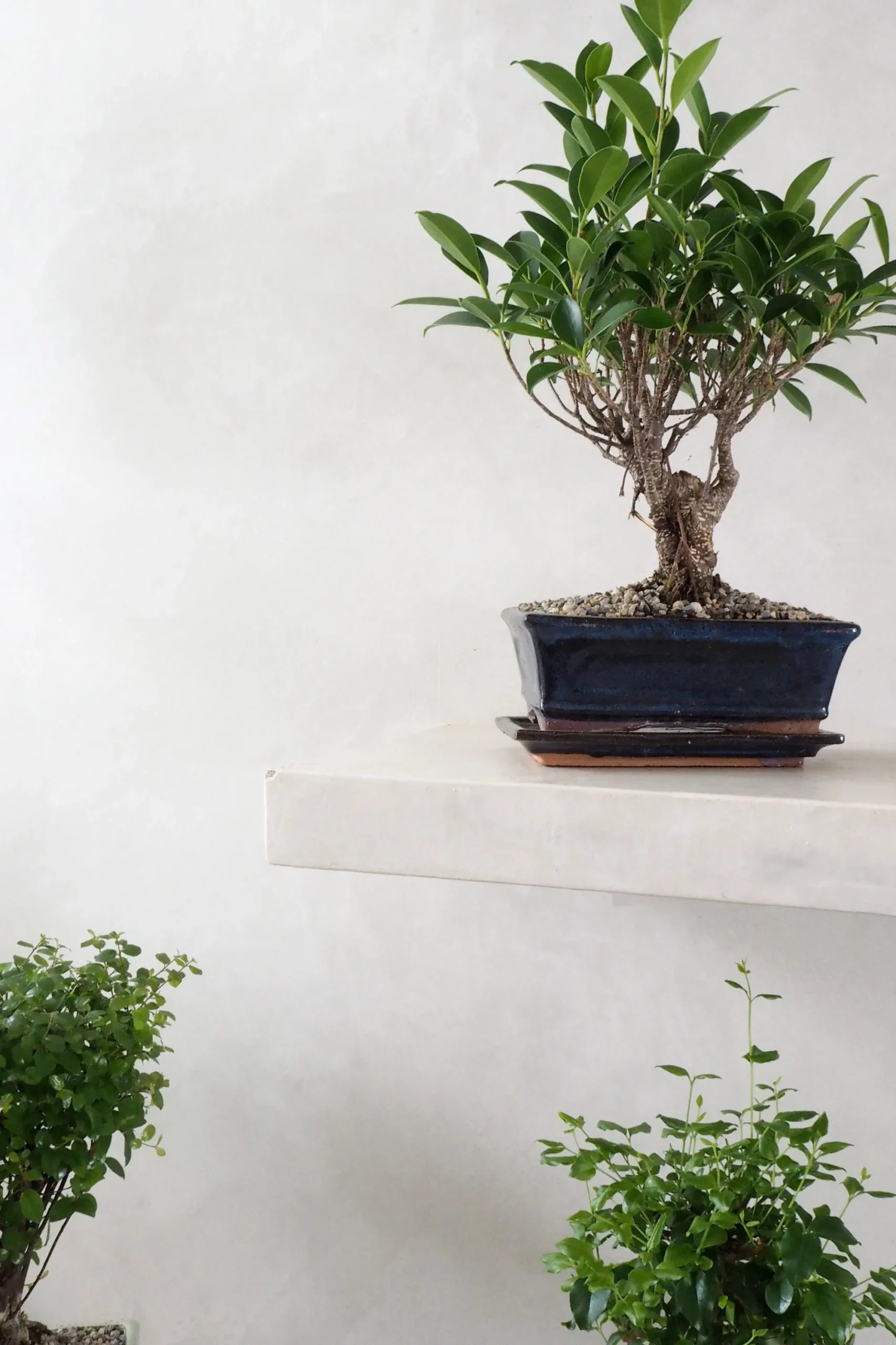 PLANT Bonsai Ficus, medium II Discount