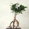 PLANT Bonsai Ficus, medium II Clearance