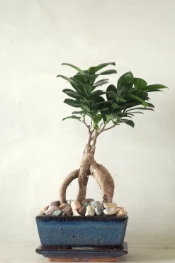 PLANT Bonsai Ficus, medium II Clearance
