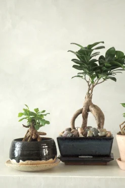 PLANT Bonsai Ficus, medium II Clearance