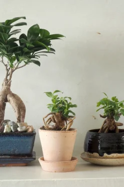 PLANT Bonsai Ficus, medium II Clearance