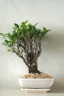PLANT Bonsai Ficus, medium II