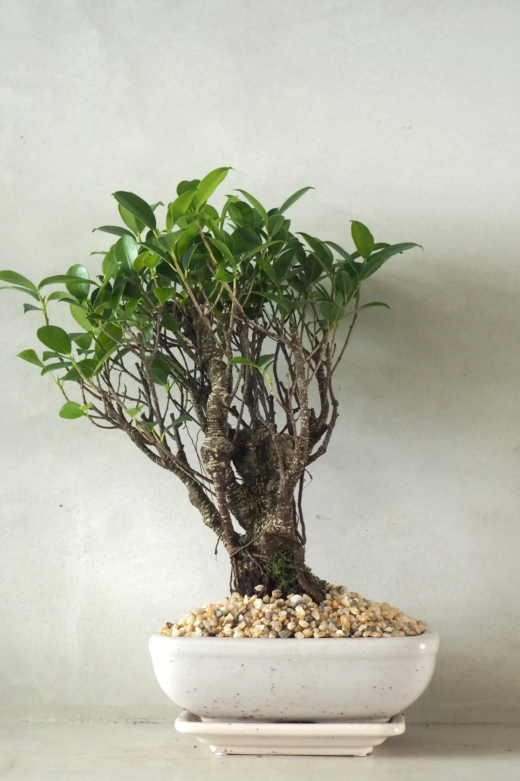 PLANT Bonsai Ficus, medium II