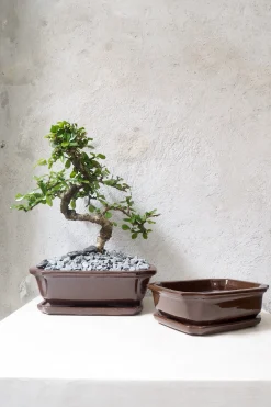 PLANT Bonsai krukke Discount
