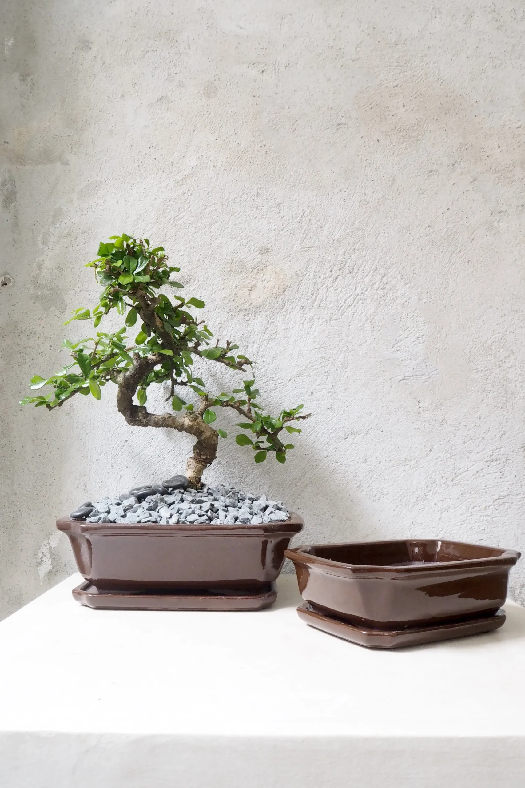 PLANT Bonsai krukke Discount