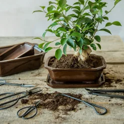 PLANT Bonsai krukke Discount