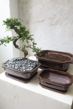 PLANT Bonsai krukke Discount
