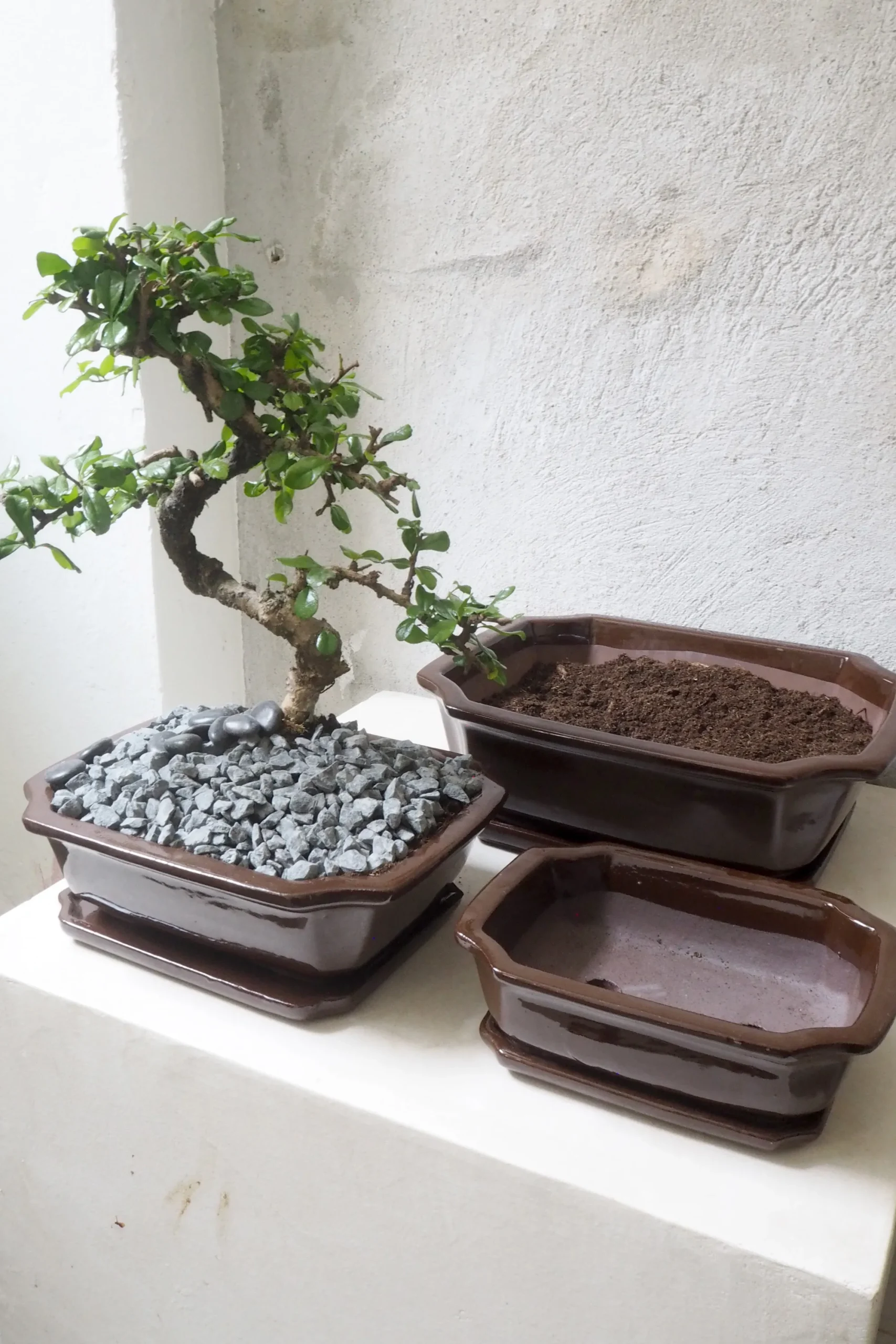 PLANT Bonsai krukke Discount