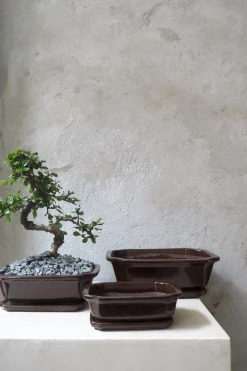 PLANT Bonsai krukke Discount