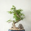 PLANT Bonsai ligustrum Hot
