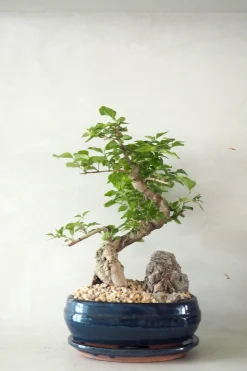 PLANT Bonsai ligustrum Hot