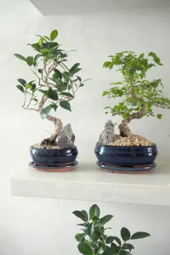 PLANT Bonsai ligustrum Hot