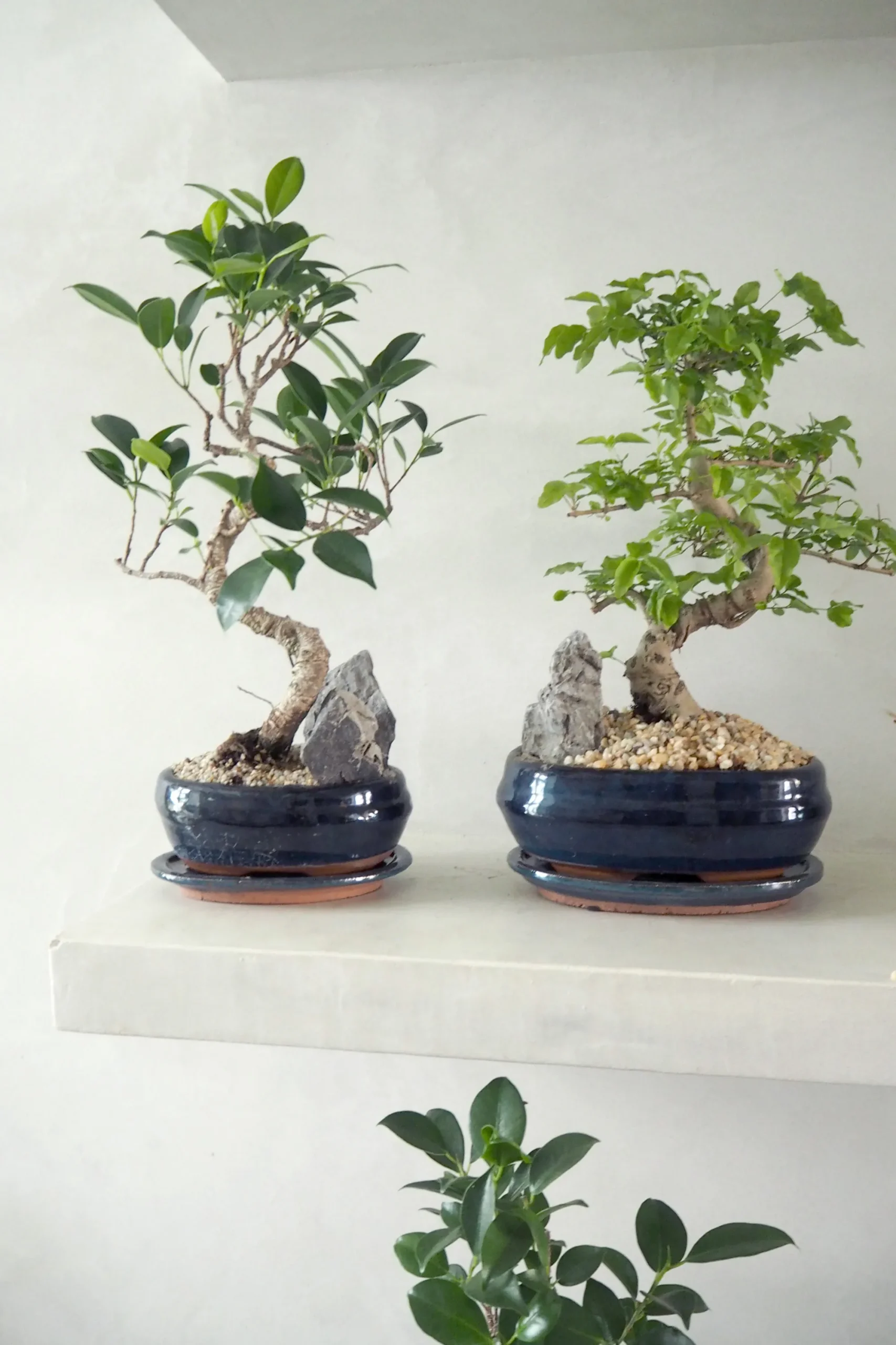 PLANT Bonsai ligustrum Hot