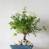 PLANT Bonsai Sageretia, medium Outlet