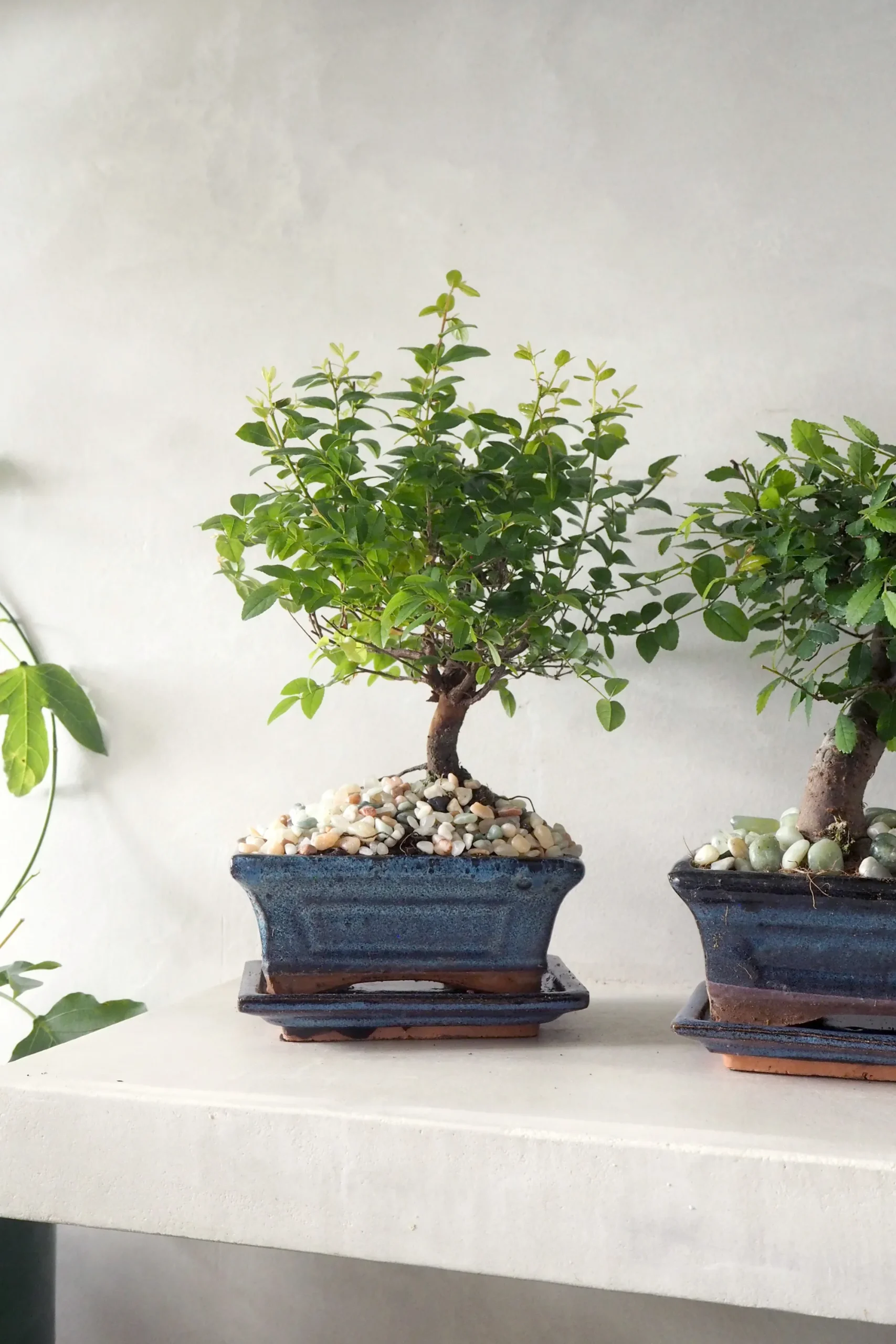 PLANT Bonsai Sageretia, medium Outlet