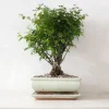 PLANT Bonsai Sageretia, medium