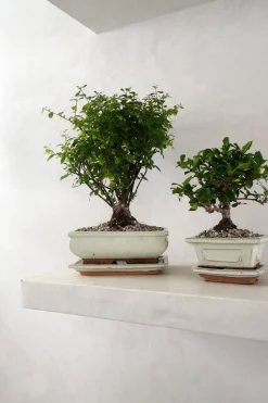 PLANT Bonsai Sageretia, medium
