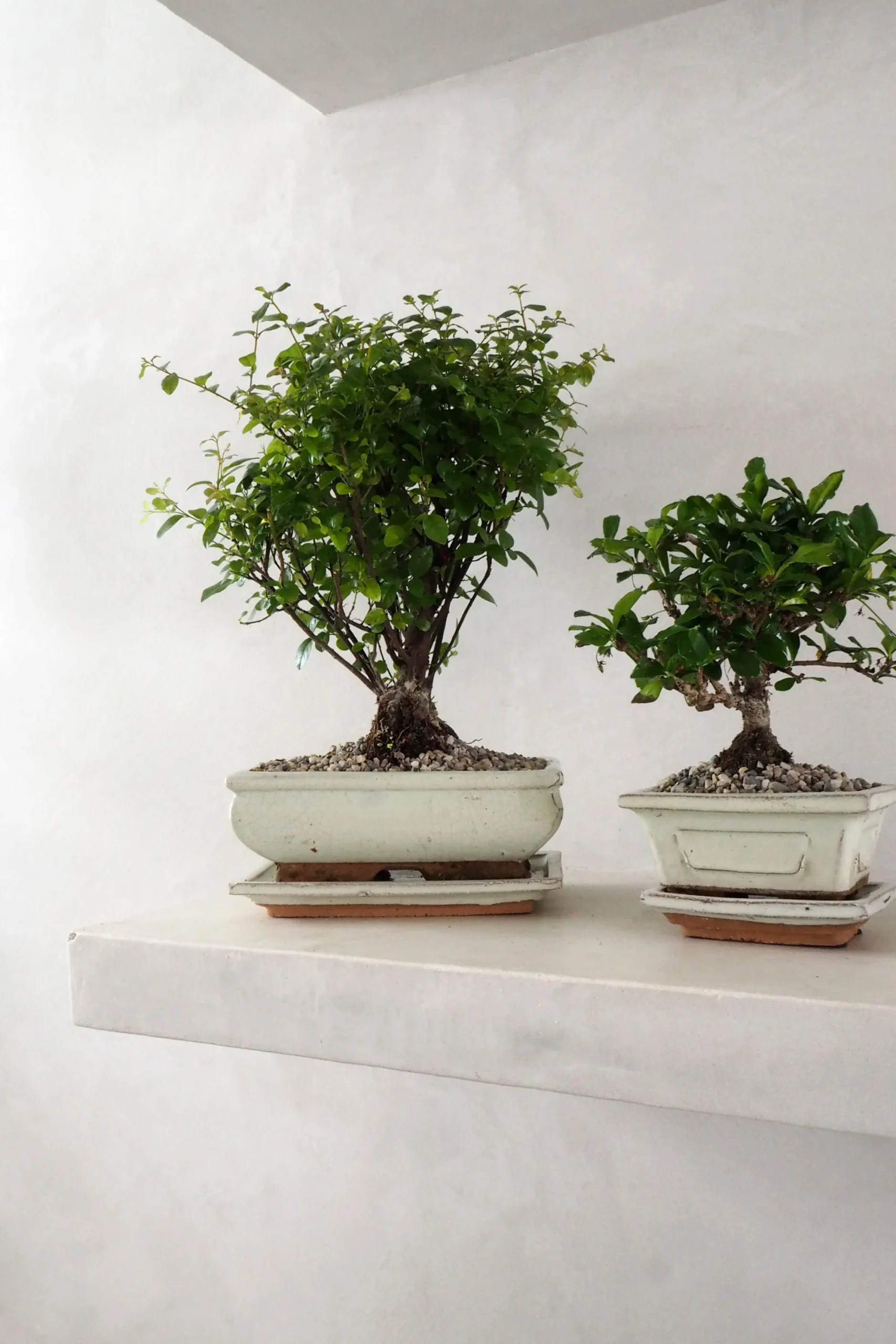 PLANT Bonsai Sageretia, medium