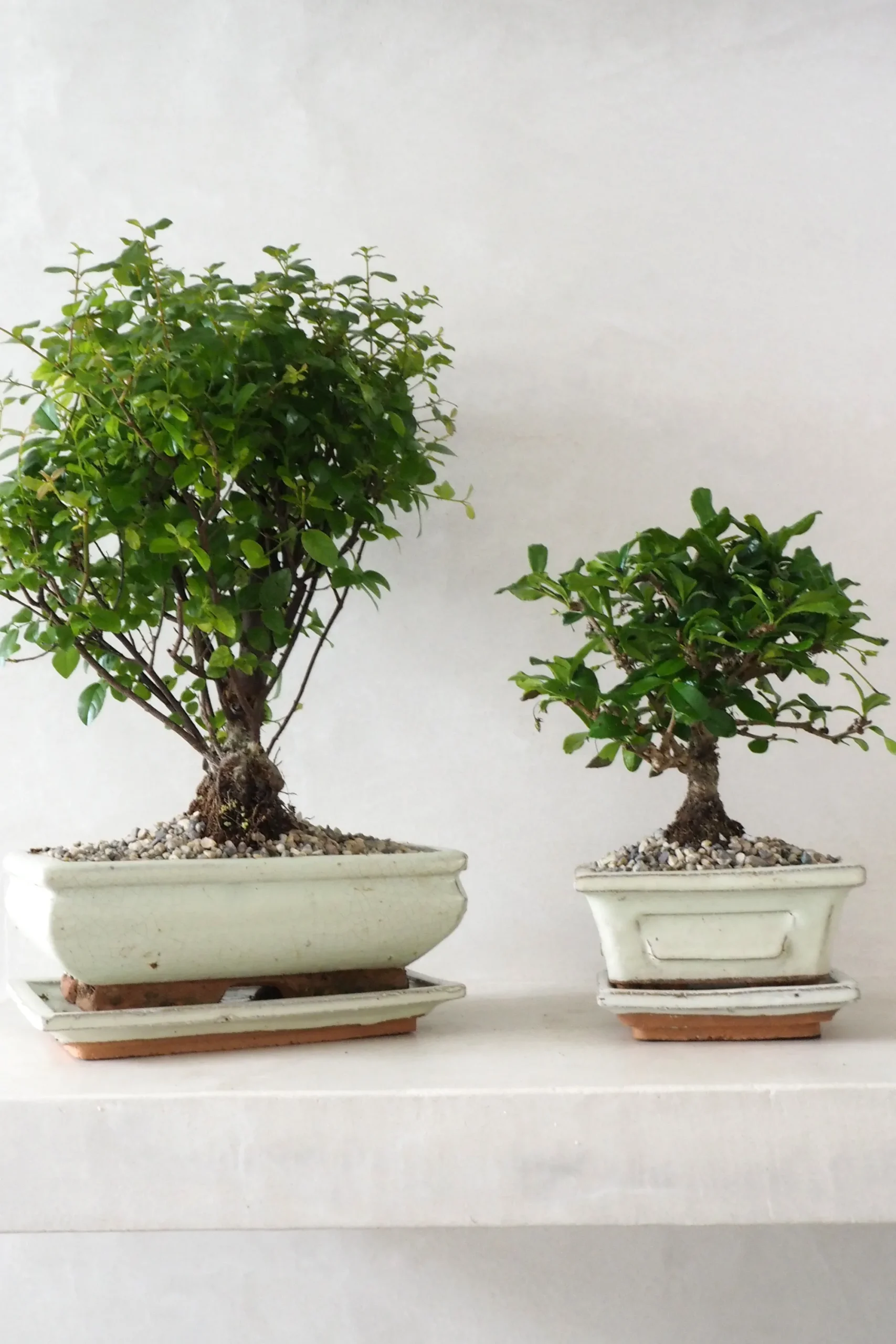 PLANT Bonsai Sageretia, medium