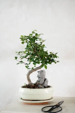 PLANT Bonsai saks, lille Outlet