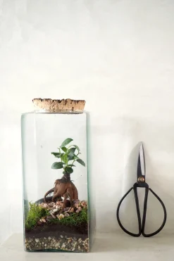 PLANT Bonsai saks, stor Best