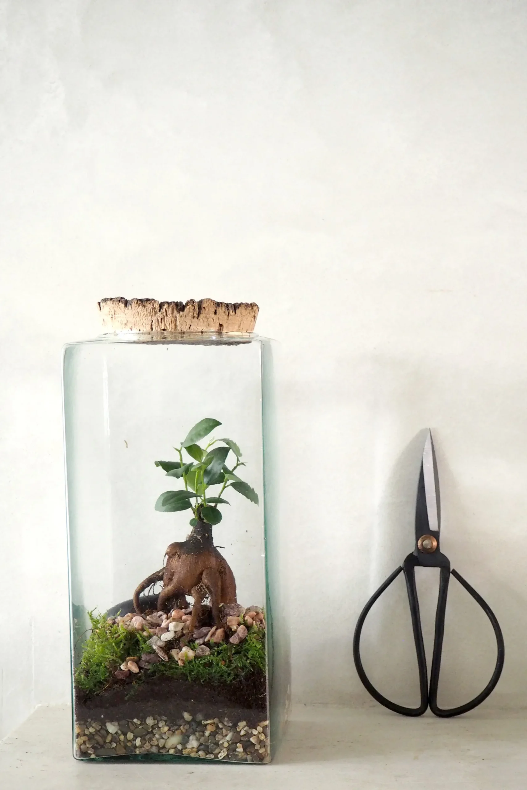 PLANT Bonsai saks, stor Best
