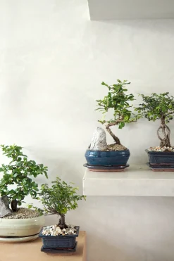 PLANT Bonsai Zelkova, lille New
