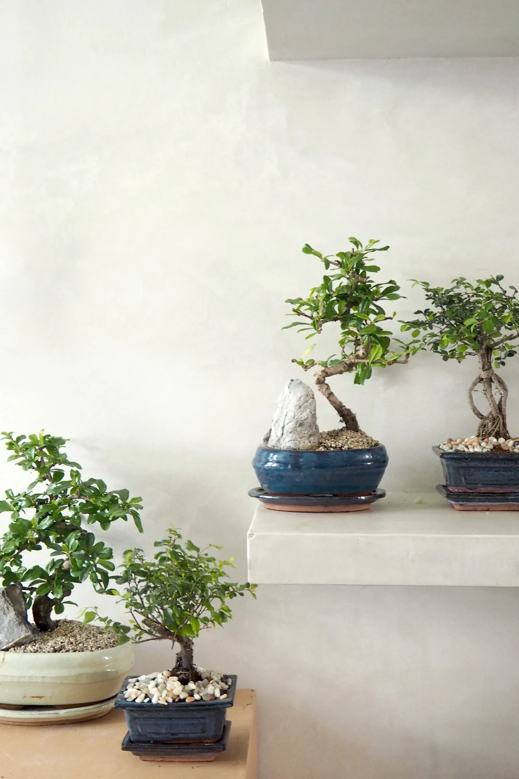 PLANT Bonsai Zelkova, lille New