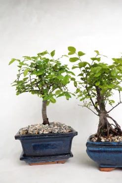 PLANT Bonsai Zelkova, lille New