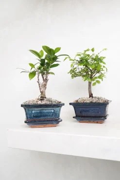 PLANT Bonsai Zelkova, lille New