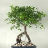 PLANT Bonsai Zelkova, medium Online