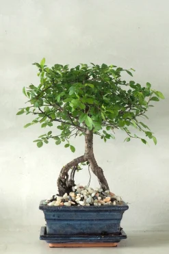 PLANT Bonsai Zelkova, medium Online