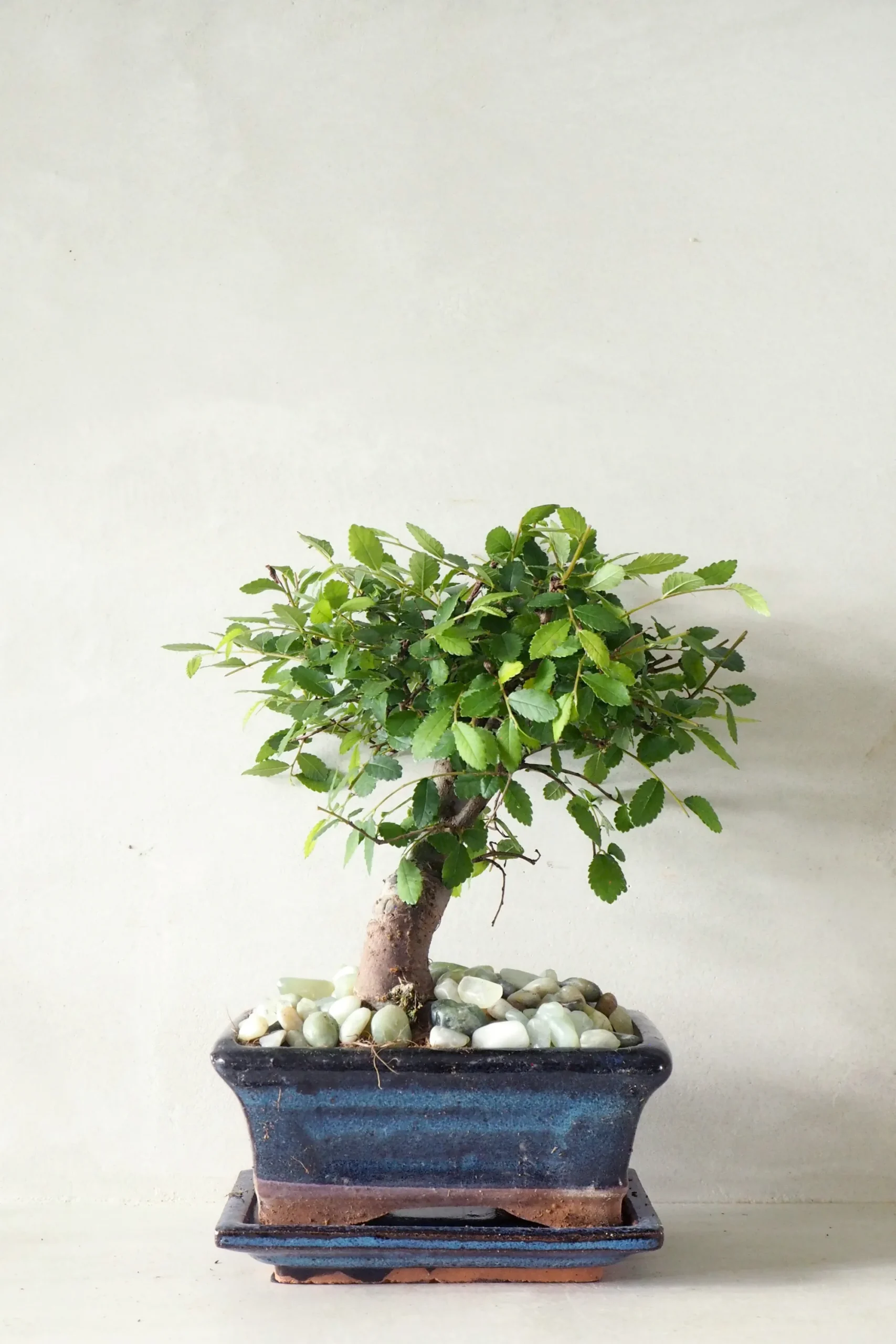 PLANT Bonsai Zelkova, medium Online