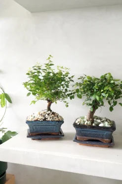 PLANT Bonsai Zelkova, medium Online