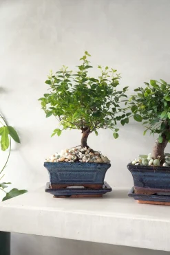 PLANT Bonsai Zelkova, medium Online
