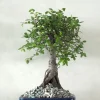 PLANT Bonsai Zelkova, medium I Outlet