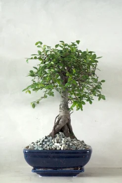 PLANT Bonsai Zelkova, medium I Outlet