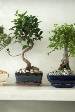 PLANT Bonsai Zelkova, medium I Outlet