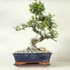 PLANT Bonsai Zelkova, stor Outlet