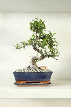 PLANT Bonsai Zelkova, stor Outlet