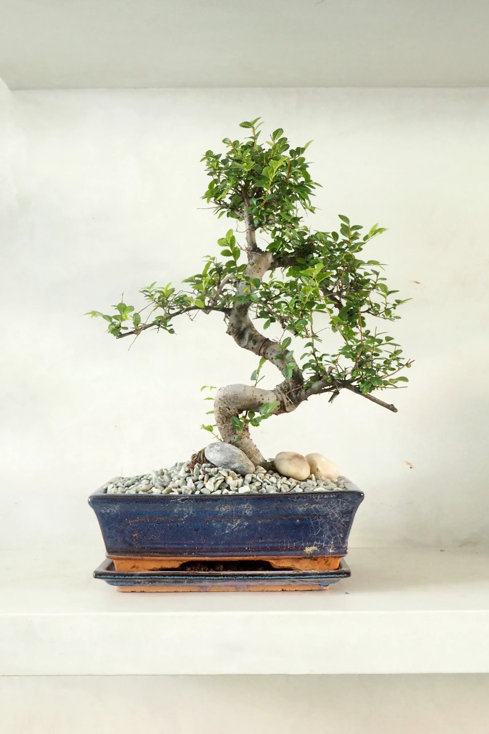 PLANT Bonsai Zelkova, stor Outlet