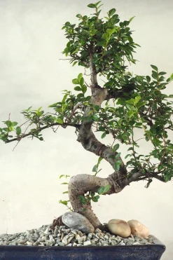 PLANT Bonsai Zelkova, stor Outlet