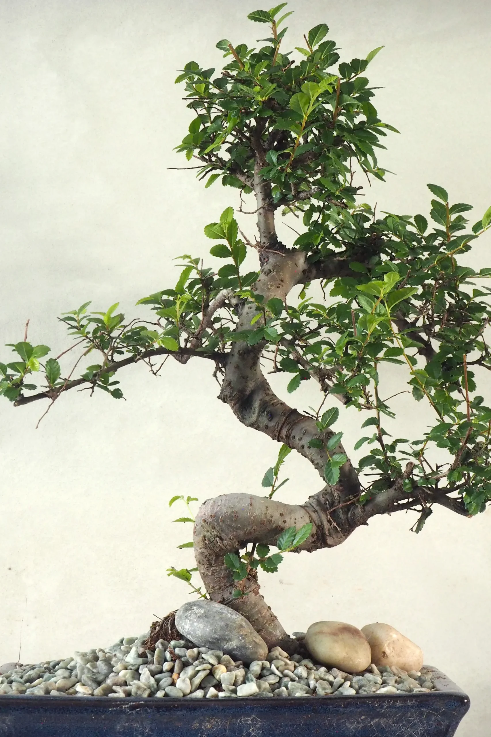 PLANT Bonsai Zelkova, stor Outlet