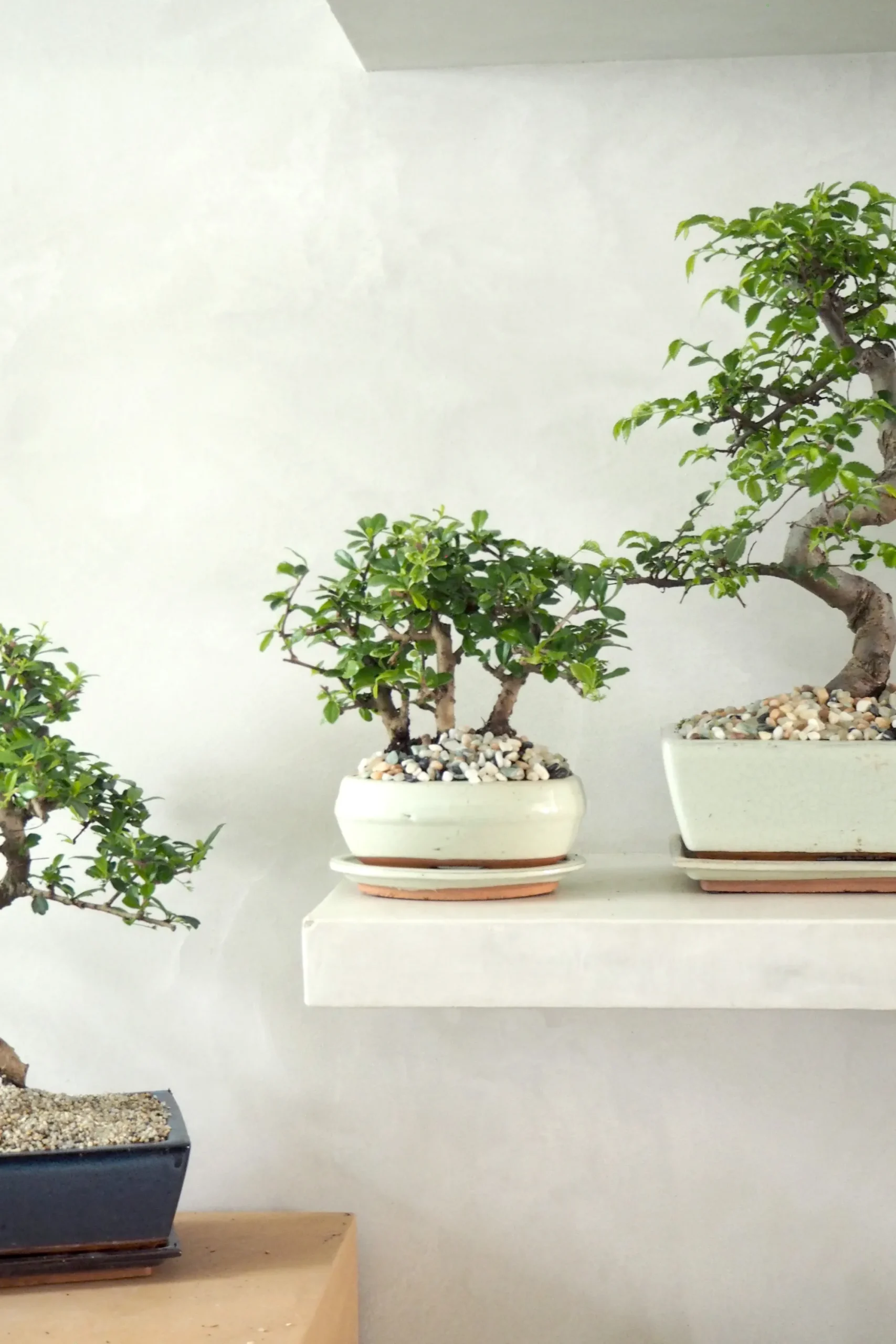 PLANT Bonsai Zelkova, stor Outlet