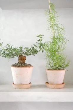 PLANT Bowiea volubilis Hot